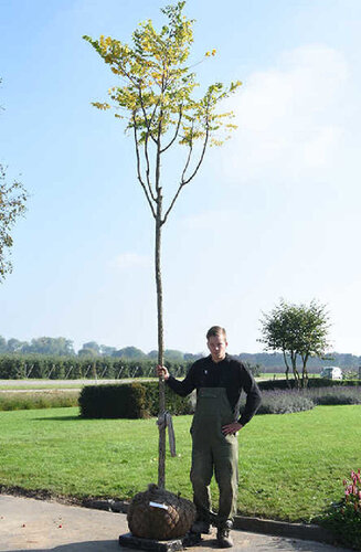 Gymnocladus dioica - Chicot | Hauteurs 350-500 cm | Circonférences 14-25 cm