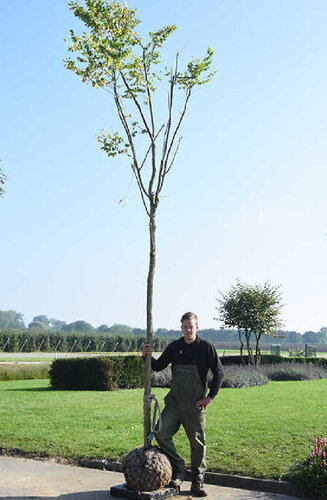 Gymnocladus dioica - Chicot | Hauteurs 350-500 cm | Circonférences 14-25 cm