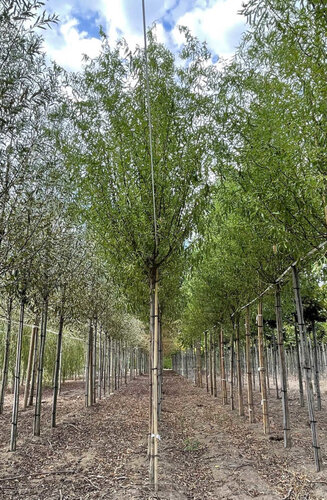 Salix - Saule  Babylonica | Tortueux | Haute tige | Hauteurs 400 - 550 cm | Circonférences 14-25 cm