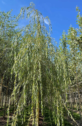 Salix - Saule Chrysocoma | Pleureur  | Hauteurs 250 - 500 cm | Circonférences 12-25 cm