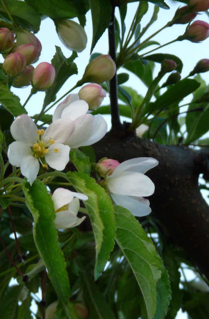 Malus toringo | Pommier à Fleurs 'Brouwers Beauty' | Chlori