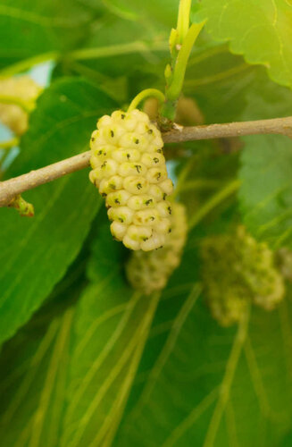 Morus alba | Mûrier Blanc