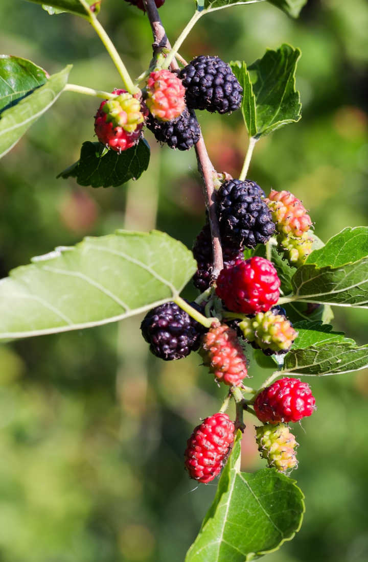 80 Graines De Mûrier Noir (Morus Nigra) – Arbre Fruitier Ancien, Rustique, Pour Jardin Permaculture