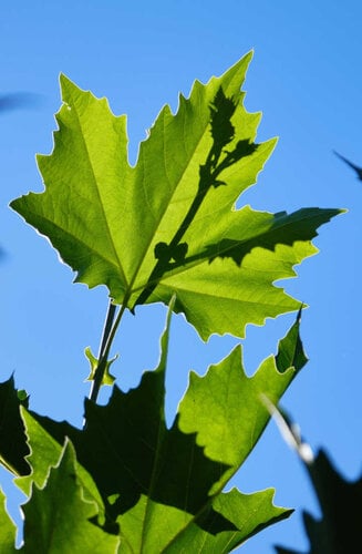 Platanus hispanica - Platane Commun | Haute tige | Hauteurs 400-600 cm | Circonférences 14-25 cm