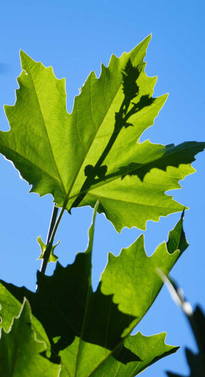 Platanus hispanica ‘Alphens Globe’ | Platane 'Alphens  Boule'