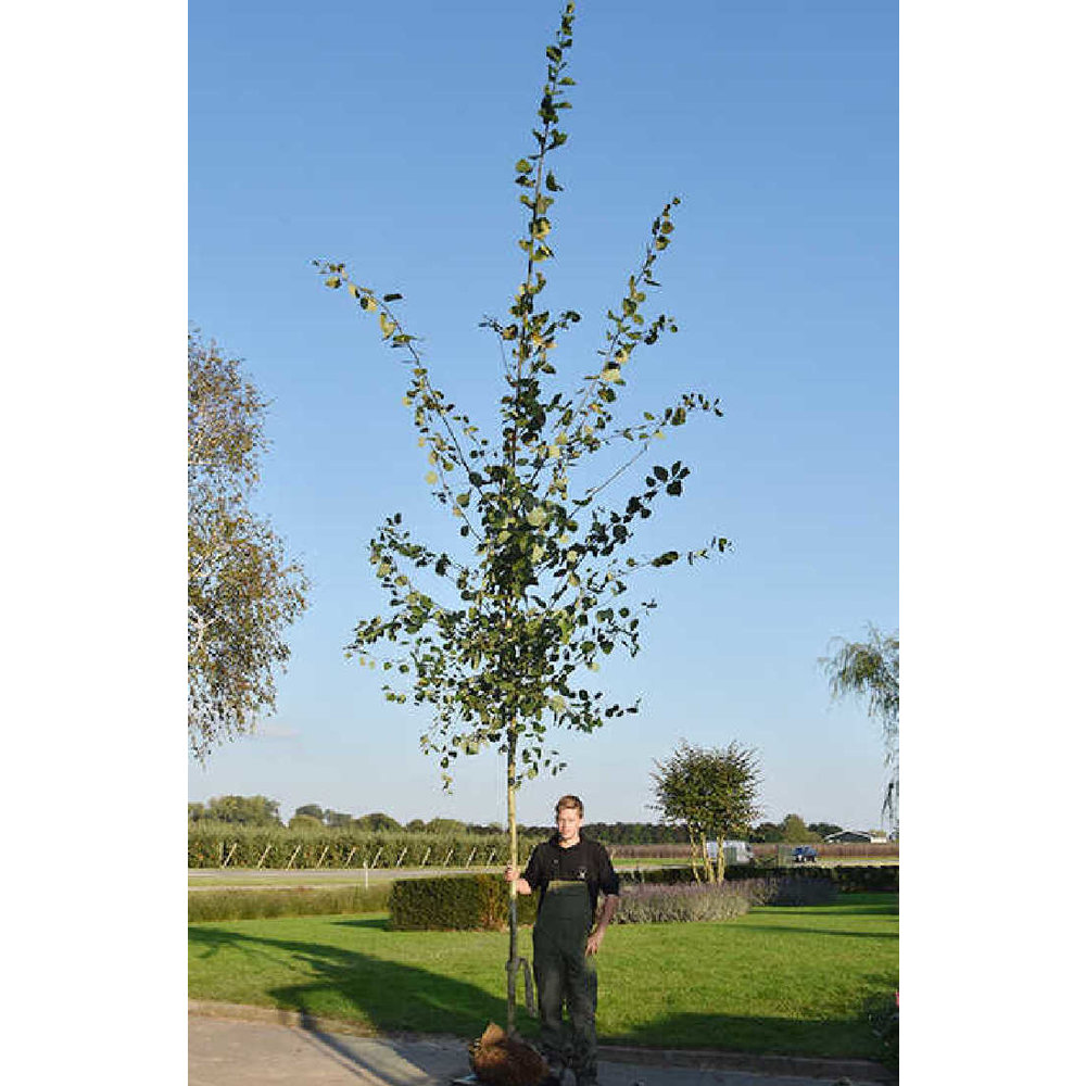 Écorce De Peuplier Faux-tremble Séchée Bio (Populus Tremula) - Herbe Des Carpates - Neuf