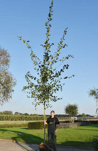 Le Populus Tremula | Peuplier Tremble | Haute tige | Hauteurs 400-600 cm | Circonférences 14-25 cm