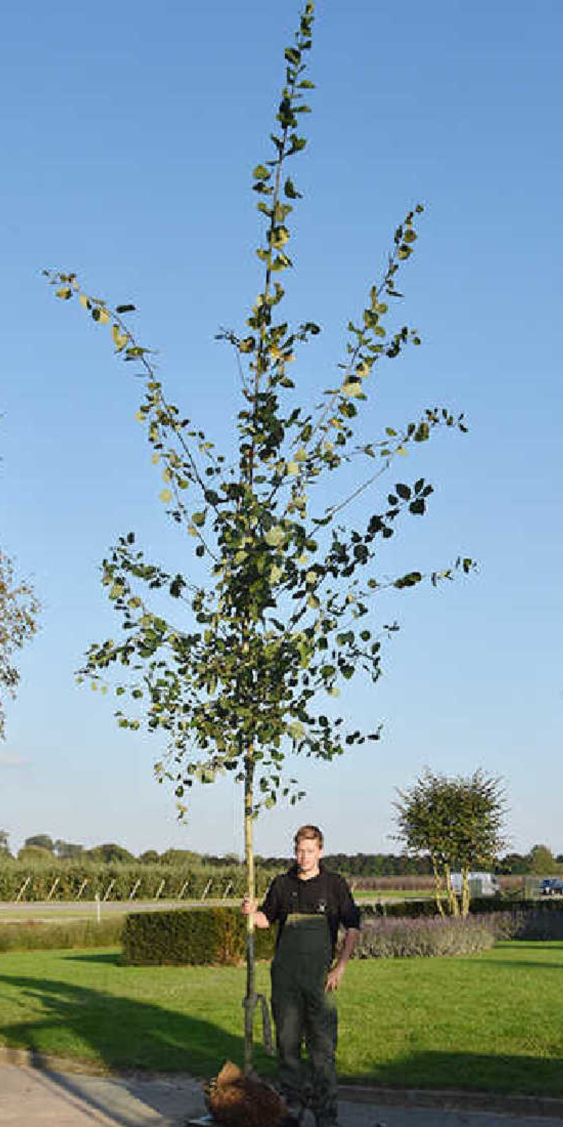 Le Populus Tremula | Peuplier Tremble | Haute tige | Hauteurs 400-600 cm | Circonférences 14-25 cm