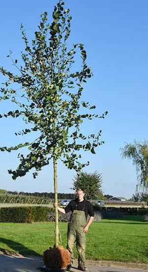 Le Populus Tremula | Peuplier Tremble | Haute tige | Hauteurs 400-600 cm | Circonférences 14-25 cm