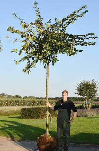 Prunus - Cerisier du Japon  'Accolade' | Hauteurs 250-350 cm | Circonférences 12-25 cm