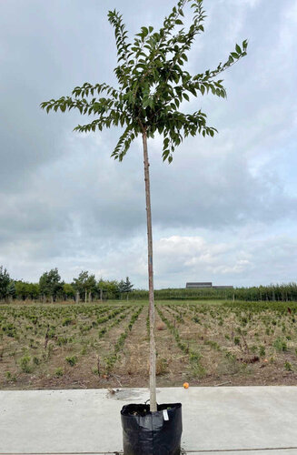 Prunus - Cerisier du Japon  'Accolade' | Hauteurs 250-350 cm | Circonférences 12-25 cm