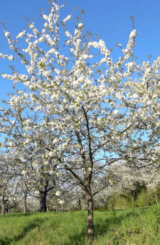 Prunus avium - Cerisier des Oiseaux | Hauteurs 400-600 cm | Circonférences 14-25 cm