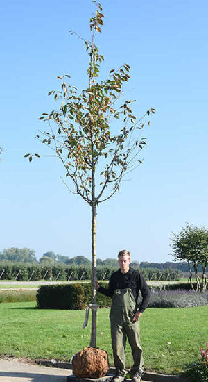 Prunus avium - Cerisier des Oiseaux | Hauteurs 400-600 cm | Circonférences 14-25 cm