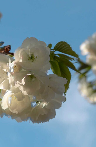 Prunus avium - Cerisier 'Plena' | Hauteurs 400-600 cm | Circonférences 14-25 cm