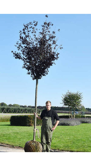 Prunus cerasifera 'Nigra' - Cerisier Pissardii | Hauteurs 350-500 cm | Circonférences 14-25 cm