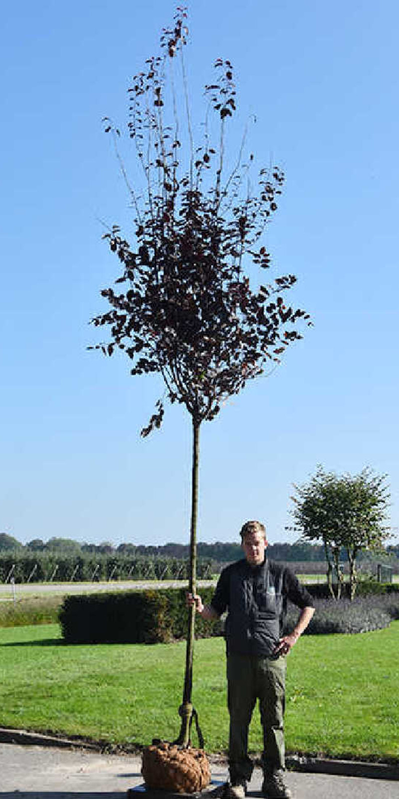 Prunus cerasifera 'Nigra' - Cerisier Pissardii | Hauteurs 350-500 cm | Circonférences 14-25 cm