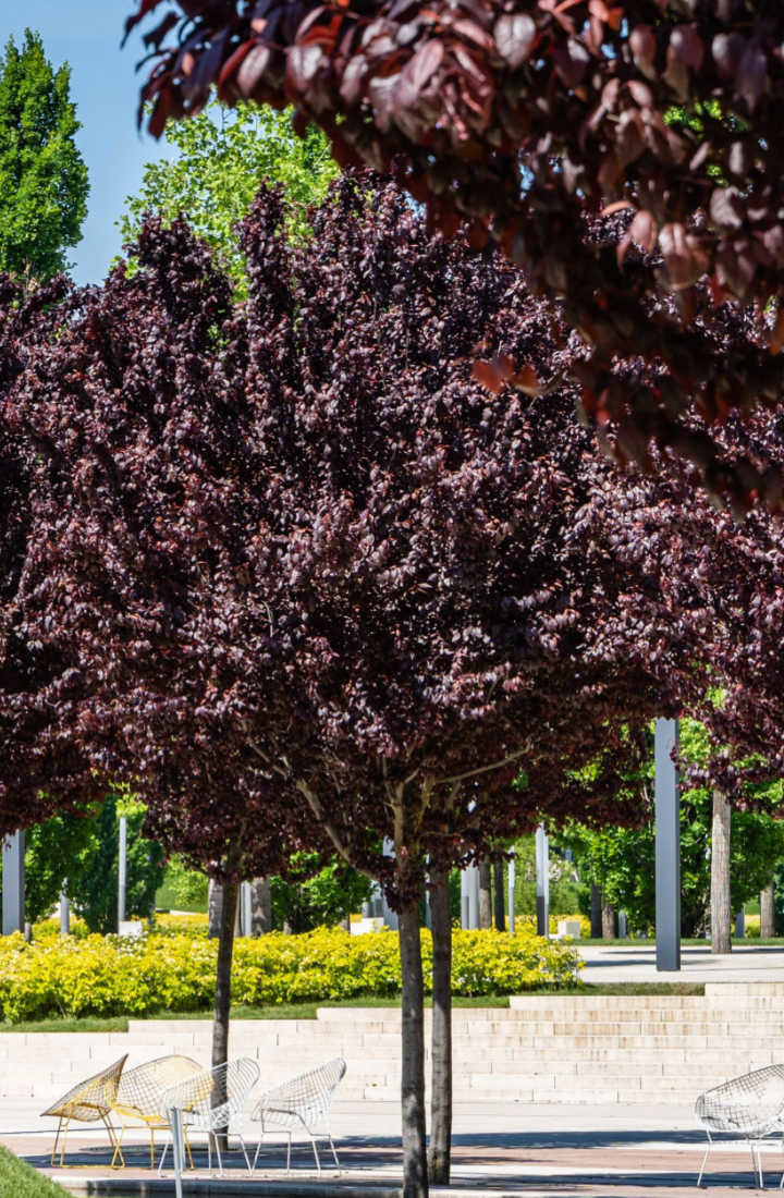 Prunus cerasifera 'Nigra' Cerisier Pissardii Chlori — free download