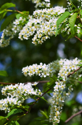 Prunus maackii ‘Amber Beauty’ - Cerisier de Mandchourie | Hauteurs 400-600 cm | Circonférences 14-25 cm