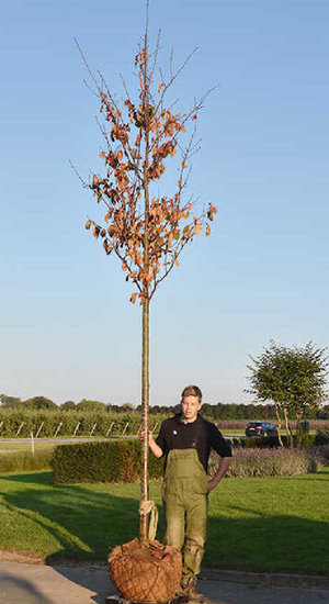 Prunus sargentii 'Charles Sargent' -  Cerisier de Sargent | Hauteurs 275-500 cm | Circonférences 12-25 cm