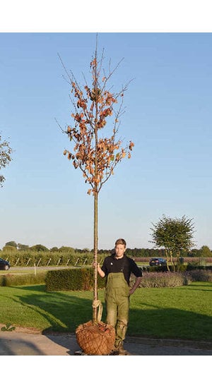 Prunus sargentii 'Charles Sargent' -  Cerisier de Sargent | Hauteurs 275-500 cm | Circonférences 12-25 cm