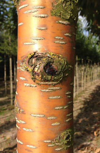 Prunus maackii ‘Amber Beauty’ - Cerisier de Mandchourie | Hauteurs 400-600 cm | Circonférences 14-25 cm