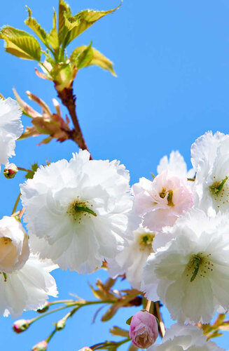 Prunus Serrula - Cerisier de Tibet | Hauteurs 275-525 cm | Circonférences 10-25 cm