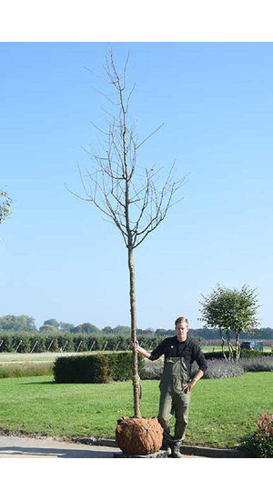 Prunus Serrula - Cerisier de Tibet | Hauteurs 275-525 cm | Circonférences 10-25 cm