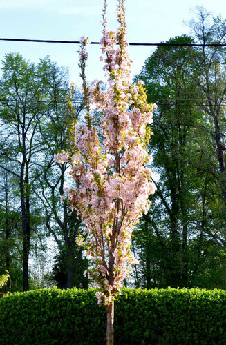Prunus - Cerisier japonais  'Amanogawa' | Hauteurs 250-500 cm | Circonférences 12-25 cm