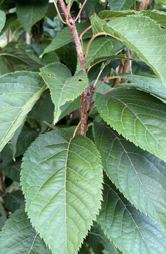 Prunus - Cerisier japonais  'Amanogawa' | Hauteurs 250-500 cm | Circonférences 12-25 cm