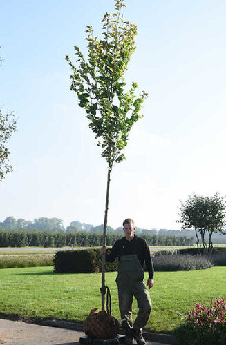 Prunus serrulata - Cerisier 'Sunset Boulevard' | Hauteurs 400-600 cm | Circonférences 14-25 cm