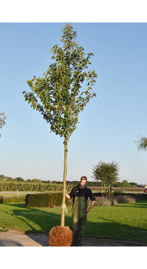 Prunus serrulata - Cerisier 'Sunset Boulevard' | Hauteurs 400-600 cm | Circonférences 14-25 cm