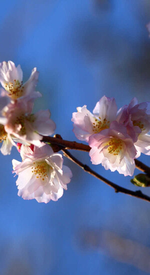 Prunus subhirtella - Cerisier Japonais 'Autumnalis' | Hauteurs 250-400 cm | Circonférences 12-25 cm