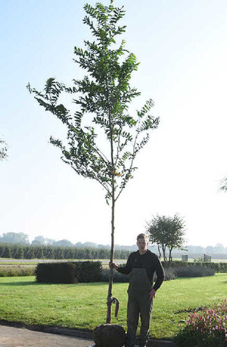 Pterocarya fraxinifolia | Noyer du Caucase