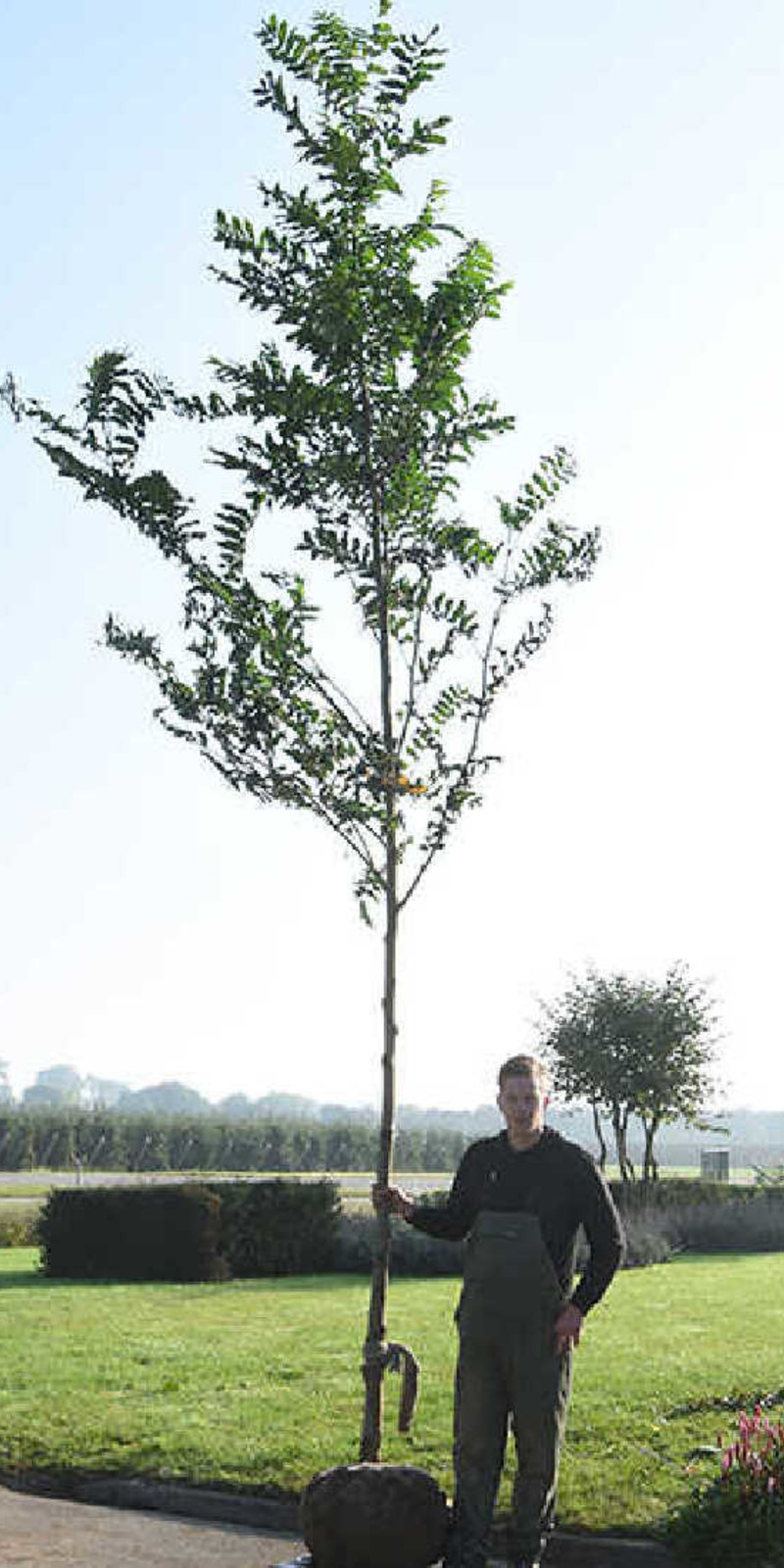 Pterocarya fraxinifolia | Noyer du Caucase