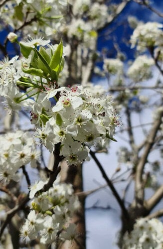 Pyrus  - Poirier calleryana ‘Chanticleer’