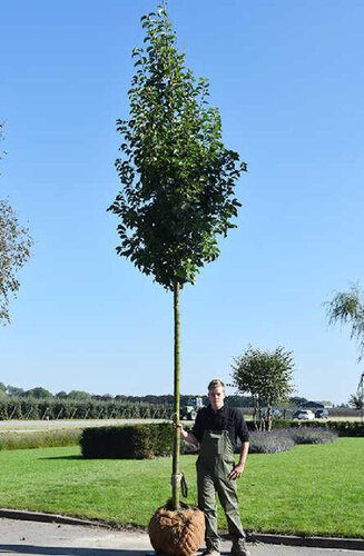 Pyrus  - Poirier calleryana ‘Chanticleer’