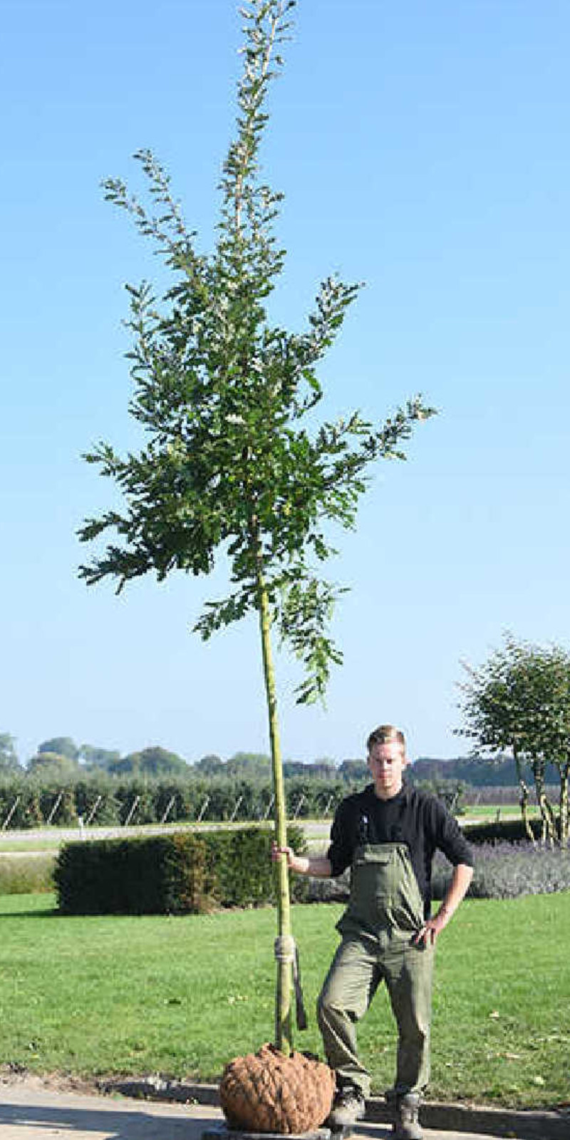 Quercus cerris | Chêne de Bourgogne | Haute tige | Hauteurs 400-600 cm | Circonférences 14-25 cm