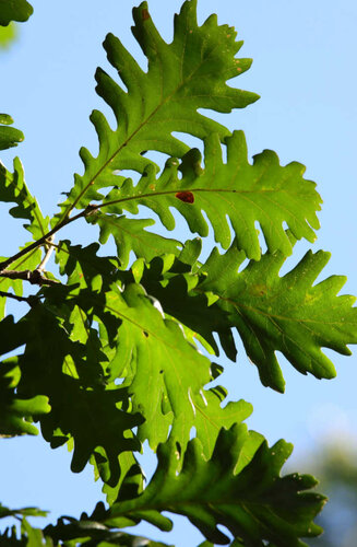 Quercus frainetto | Chêne d'Hongrie | Haute tige | Hauteurs 400-600 cm | Circonférences 14-25 cm