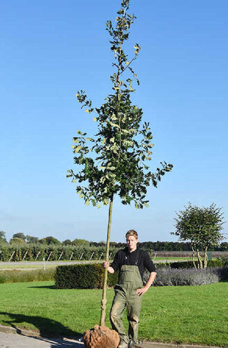 Quercus frainetto | Chêne d'Hongrie | Haute tige | Hauteurs 400-600 cm | Circonférences 14-25 cm