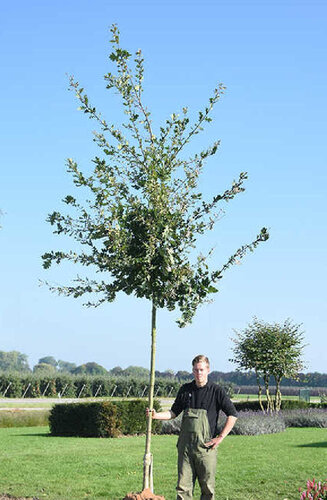 Quercus robur | Chêne Pédonculé | Haute tige | Hauteurs 325-600 cm | Circonférences 12-25 cm