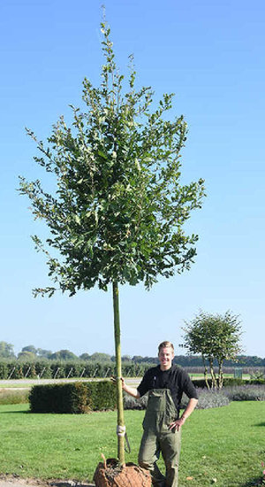 Quercus robur | Chêne Pédonculé | Haute tige | Hauteurs 325-600 cm | Circonférences 12-25 cm