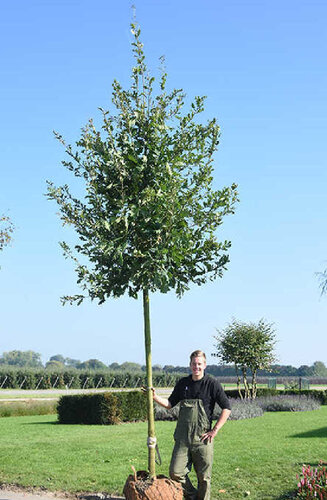 Quercus robur | Chêne Pédonculé | Haute tige | Hauteurs 325-600 cm | Circonférences 12-25 cm