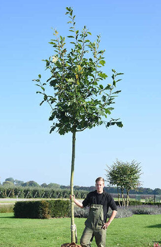Quercus rubra | Chêne rouge d'Amérique | Haute tige | Hauteurs 400-600 cm | Circonférences 14-25 cm