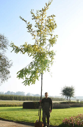 Robinier - Robinia Pseudoacacia ‘Frisia’ | Haute tige | Hauteurs 400-600 cm | Circonférences 14-25 cm