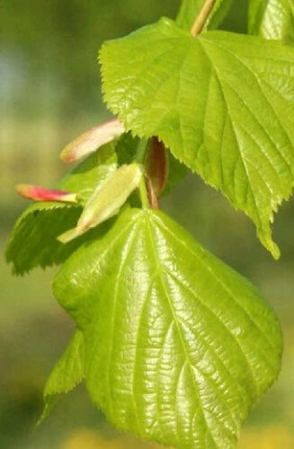 Tilleul - Tilia europaea ‘Pallida’ | Haute tige | Hauteurs 400-600 cm | Circonférences 14-25 cm