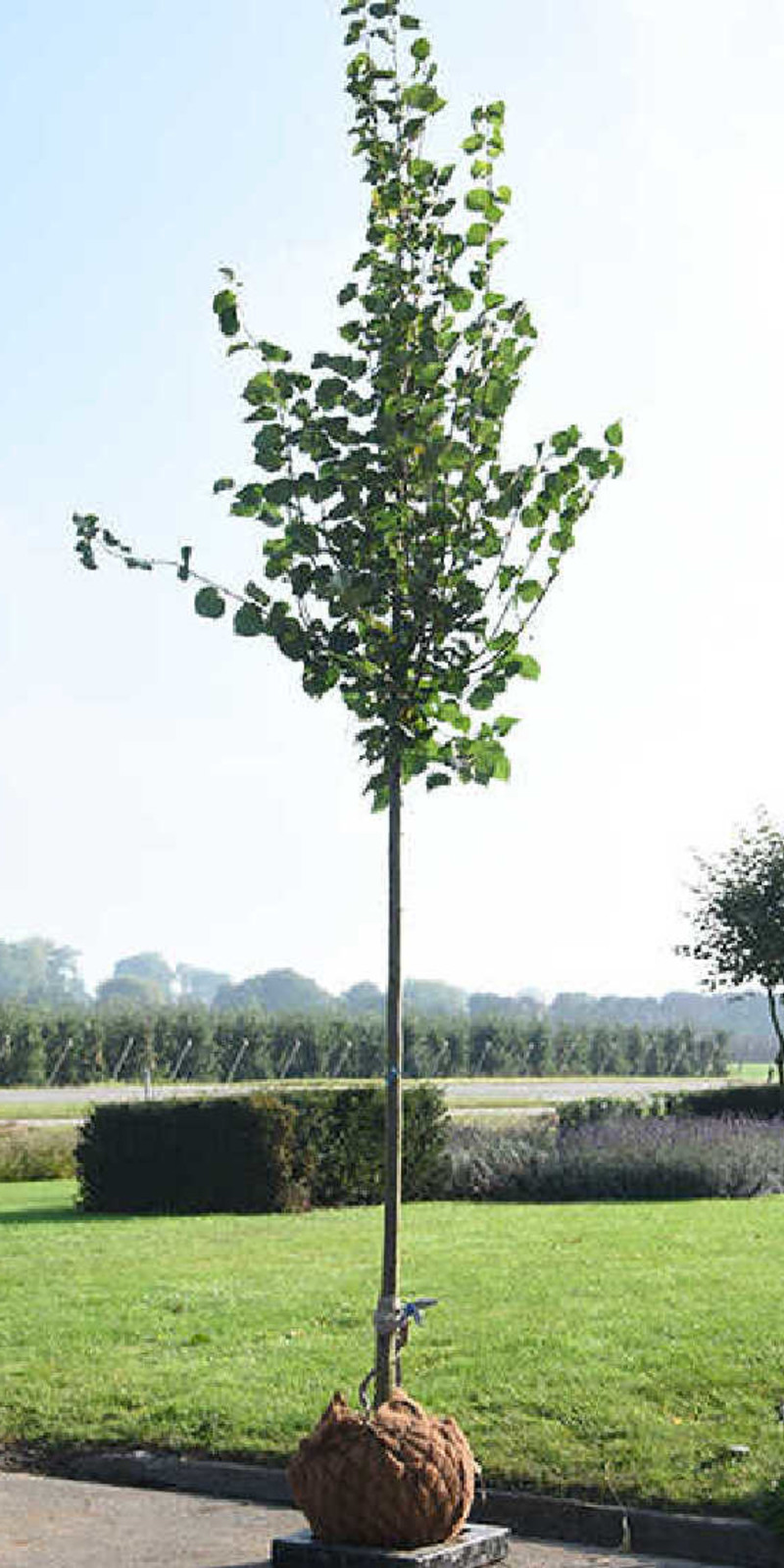 Tilleul - Tilia cordata 'Greenspire’ | Haute tige | Hauteurs 400-600 cm | Circonférences 14-25 cm