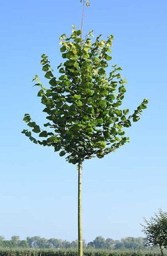 Tilleul d'Hollande - Tilia Platyphyllos | Haute tige | Hauteurs 400-600 cm | Circonférences 14-25 cm