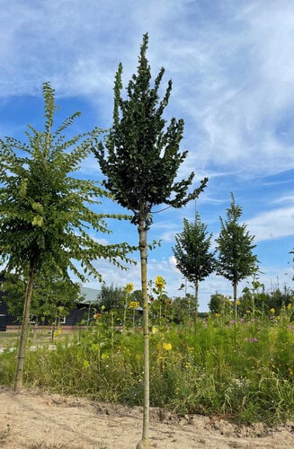 Ulmus - Orme 'Columella' | Haute tige | Hauteurs 400-600 cm | Circonférences 14-25 cm