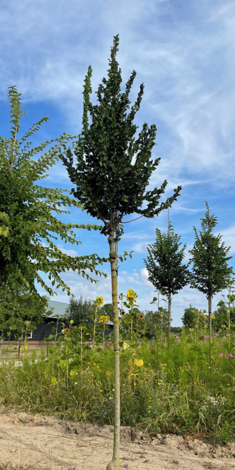 Ulmus - Orme 'Columella' | Haute tige | Hauteurs 400-600 cm | Circonférences 14-25 cm