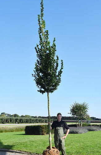 Ulmus - Orme 'Columella' | Haute tige | Hauteurs 400-600 cm | Circonférences 14-25 cm